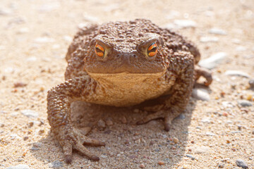 Toad aga. Giant neotropical toad. Rhinella marina. amphibians sitting on road, closeup