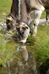 Almkälber. Süße Kälber saufen an einem Bach