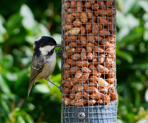Coal Tit feeding
