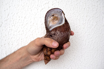 Close up of hibernating Achatina snail in man hand. The snail hibernated due to unfavorable living...