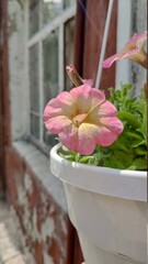 Flower pot with petunias on old window background in ruins of house, selective focus