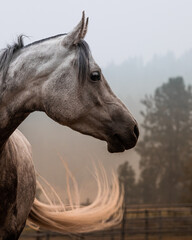 Arabian Horse head