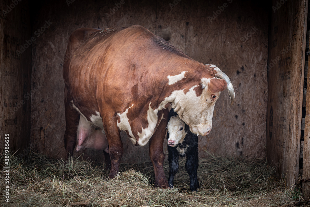 Wall mural cow and calf