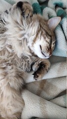 Fototapeta na wymiar Cute tabby cat sleeping on bed covered with cozy blanket, comfortable moment, mobile photo