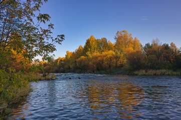 Autumn landscape, forest trees are reflected in calm river water against a background of blue sky and white clouds.