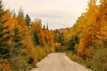 Fototapeta premium side road under autumn colors