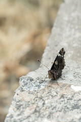 Butterfly on a concrete slab against a background of grass.