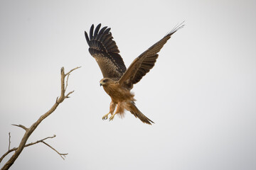 Obraz premium Black Kite, Kgalagadi Transfrontier Park, South Africa