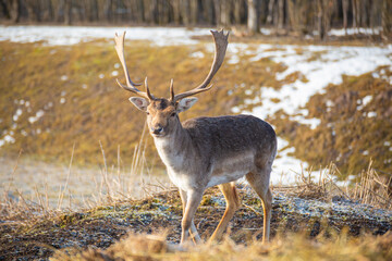 Fallow deer in the park in autumn