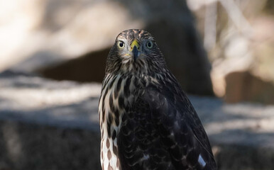 A young Cooper's Hawk looks directly at the camera with its piercing eyes.