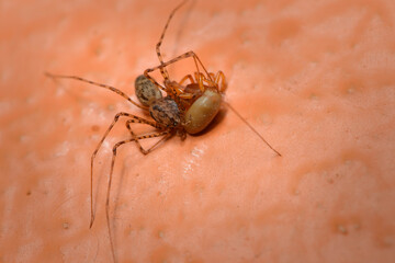 Araña tigre comiendo una araña