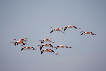 Flamingos, Skeleton Coast, Namibia