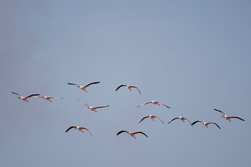 Flamingos, Skeleton Coast, Namibia
