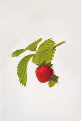 strawberry fruit on a green branch in garden 