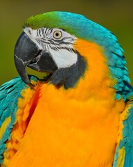 A Blue-and-Gold MaCaw poses for an audience 