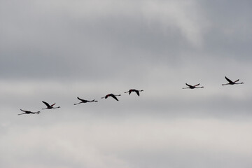 Flamingos, Skeleton Coast, Namibia
