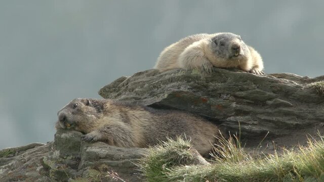 Alpine marmots sleeping close together, Europe