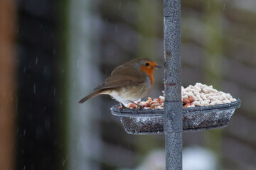 Robin