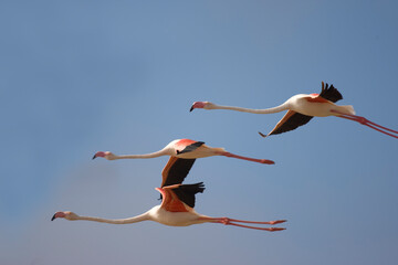 Flamingos, Skeleton Coast, Namibia