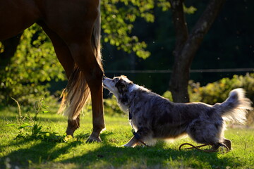 Pferd und Hund. Hütehund spielt mit Palomino