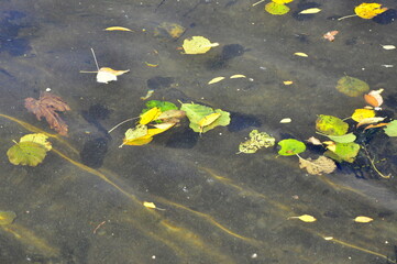 autumn leaves on the water