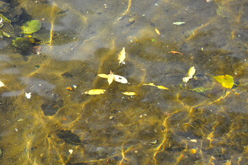 fish in the pond