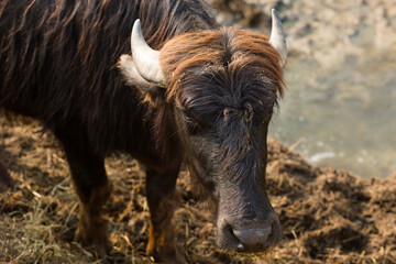 Fototapeta premium Black bull head with gray horns close-up. Cattle on the farm, dairy animals. Symbol of the new year 2021 on the Eastern calendar