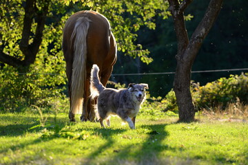Pferd und Hund. Hütehund spielt mit Palomino