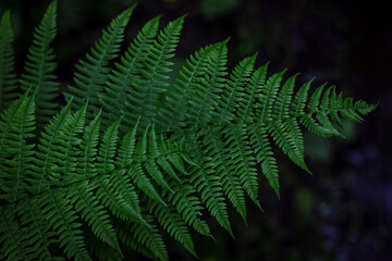 Fototapeta na wymiar Natural abstract texture of forest fern leaves, nature background, tropical climate. Close-up of a rich green bush as a decoration space