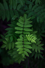 Natural abstract texture of forest fern leaves, nature background, tropical climate. Close-up of a rich green bush as a decoration space