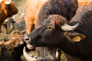 Fototapeta premium Black bull head with gray horns close-up. Cattle on the farm, dairy animals. Symbol of the new year 2021 on the Eastern calendar
