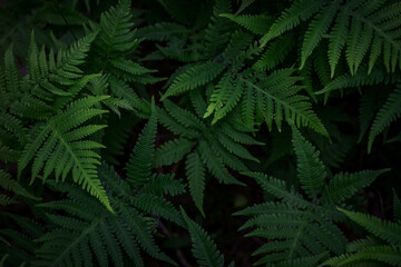 Natural abstract texture of forest fern leaves, nature background, tropical climate. Close-up of a rich green bush as a decoration space