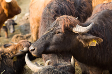 Fototapeta premium Black bull head with gray horns close-up. Cattle on the farm, dairy animals. Symbol of the new year 2021 on the Eastern calendar