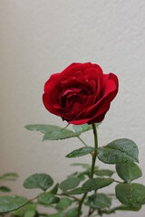 Rosa roja.