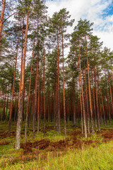 forest with slender, tall pines and blue skies