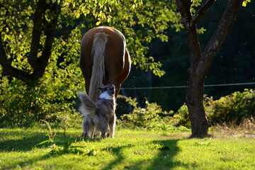 Pferd und Hund. Hütehund spielt mit Palomino