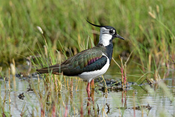Kiebitz (Vanellus vanellus) - Northern lapwing