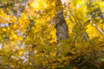 Yellow leaves in the autumn forest at sunny day. Autumn forest blurred background 