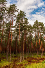 forest with slender, tall pines and blue skies