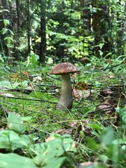 mushroom in the forest