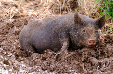 Pig Wallowing in the mud