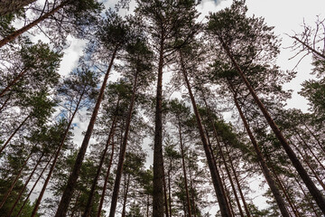 slender pine tops and blue skies