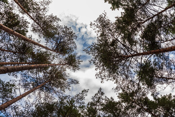 slender pine tops and blue skies