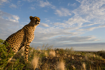 Cheetah, Keetmanshoop, Namibia