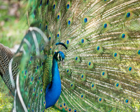 Peacock Stock Photos. Close-up profile, displaying fold open elaborate fan with train shimmering feathers with blue-green plumage with eye spots on the fan tail, head ornament. Image. Picture. 