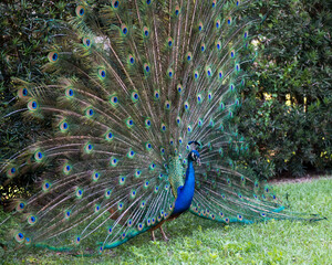 Fototapeta premium Peacock stock photos. Close-up profile, displaying fold open elaborate fan with train shimmering feathers with blue-green plumage with eye spots on the fan tail, head ornament in its environment. 