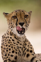 Cheetah, Keetmanshoop, Namibia