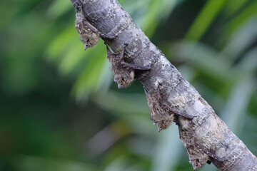 Proboscis Bats (Rhynchonycteris naso) in Cuyabeno Wildlife Reserve (Amazonia, Ecuador)