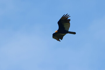 Greater Yellow-headed Vulture - Cathartes melambrotus - Cuyabeno Wildlife Reserve, Amazonia, Ecuador