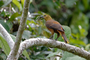 Russet-backed Oropendola (Psarocolius angustifrons) in Cuyabeno Wildlife Reserve (Amazonia, Ecuador)
